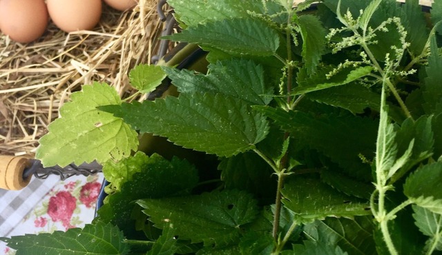 Hotel-unknown in Vif