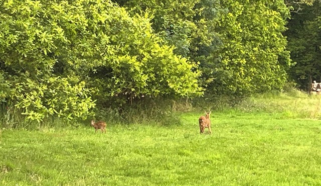 House in the countryside and 15 Mn from the sea