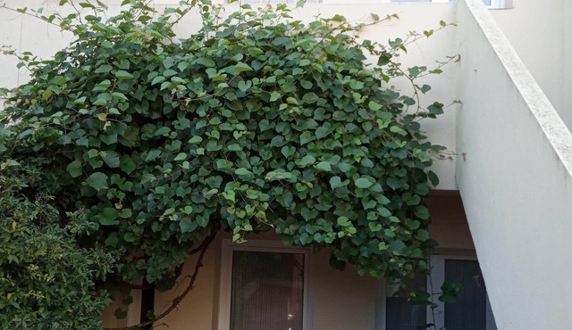 House in the heart of the Empordà. By train station and 15 km from the beach