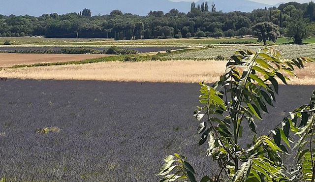 HOUSE sleeping 10 to 12 in Provence