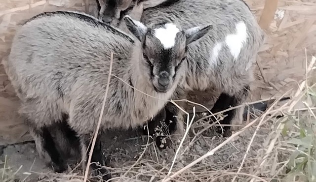House with small farm and picine between the Luberon and the Alps