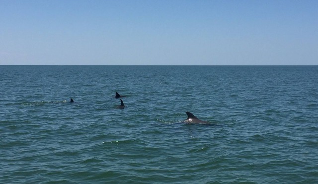 HUGE 6 Bedroom-4 Bath Gulf w/HEATED POOL-DOCK PETS ALLOWED W/FEE. READ REVIEWS