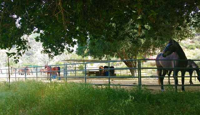 Huge Ranch,Wedding/Event/Party 200 guests plus cottage or Camping group