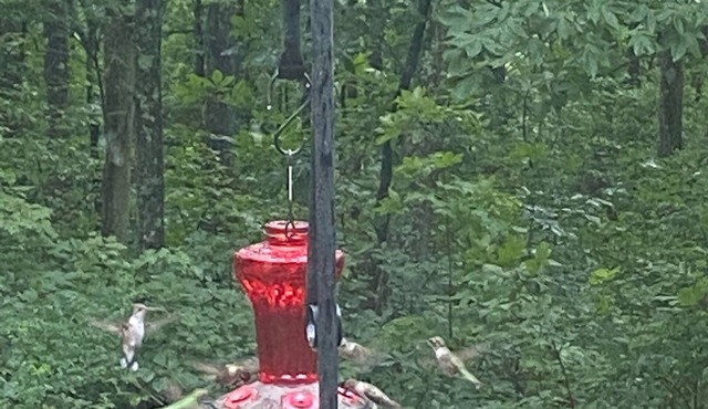 Hummingbird Hideaway
