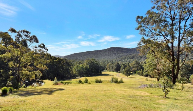 Hunter Valley Kangaroo Retreat with 60+ Kangaroos