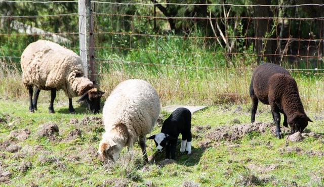 Hunter Valley Luxury Farm Stay with Stunning Mountain Vistas