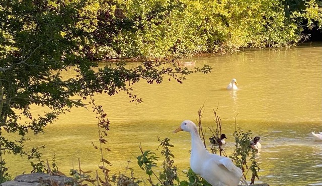 Hunters Cabin- Farm Stay