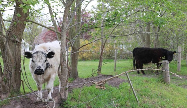Hyggelig Landejendom kun 10 km fra Odense Centrum