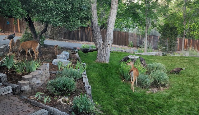 I-5 adjacent Bigfoot-themed Home