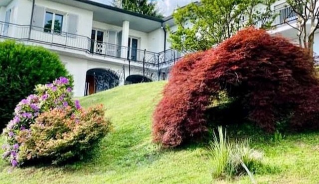 I FAGGI ROSSI - RED BEECH TREES