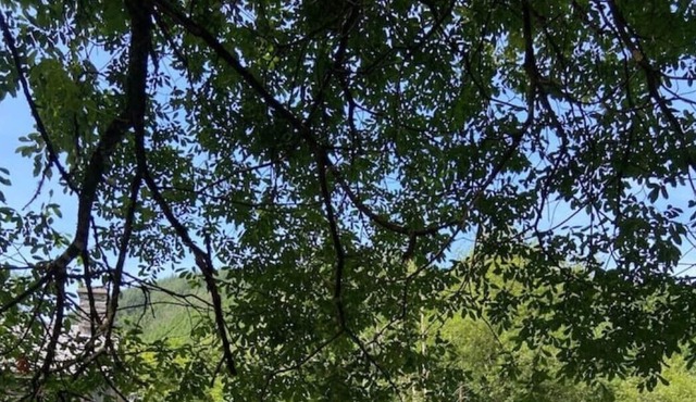 Idyllic riverside cottage with garden in Corris