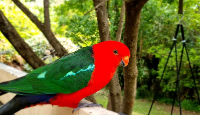 Idyllwylde. Pet-friendly. Cosy. Close to town & river.