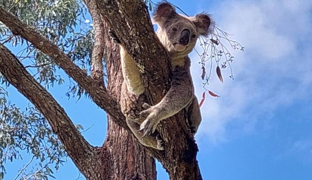 Immerse yourself in nature, birdsong star light and rainforest to rejuvenate.