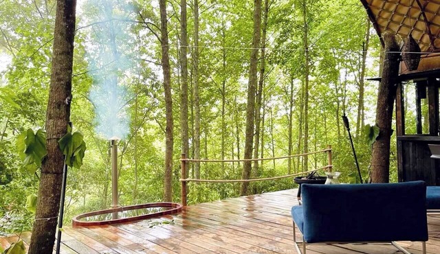Immerse yourself in the forest! (Citlalapa)