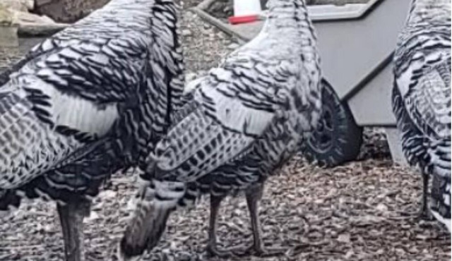 In law apartment on a farm