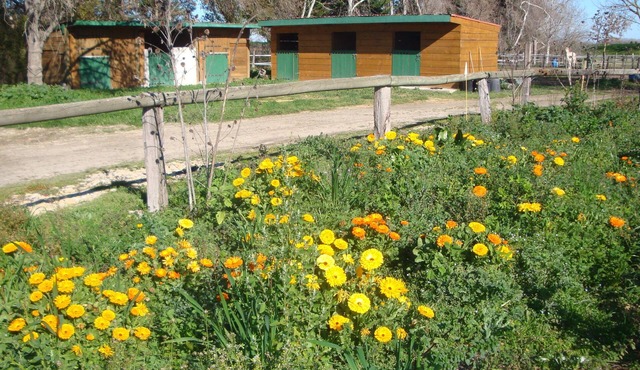 In the camargue for carp and big catfish fishing gite on the banks of theRhône
