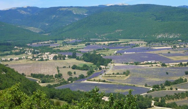 In the land of lavender, at the foot of the Lure mountain