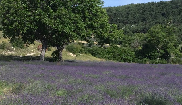 In the Lavender Country, in the Hamlet of Pelleret, 800 meters above sea level.