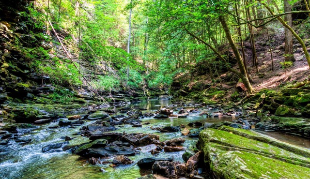 In The Pines -Bluff View in Monteagle!