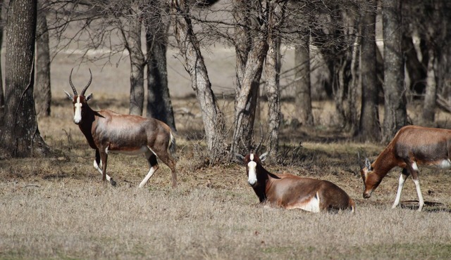 Inclusive Texas Ranch Surrounded by Exotic Wildlife