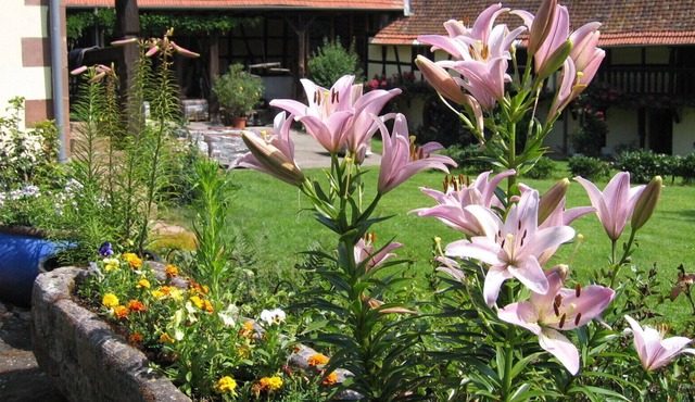 Independent gite 45 m2 in charming Alsatian farm with pool and orchard