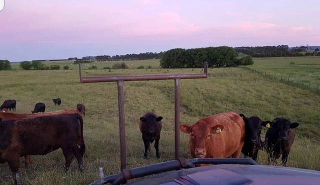 Kellys Roomstay Bedroom 2