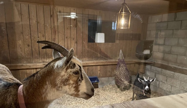 Kentucky Inn and Horse Farm. Stable Suite, with window looking into the Goat Stall