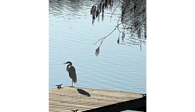 Kingwood Cove Cottage - 10 mins from IAH - Water Front