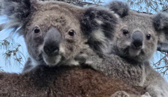 Koala Corner. Comfy one bedroom studio set in landscaped gardens.