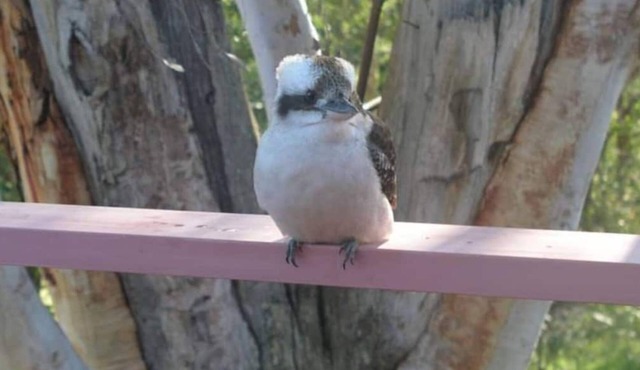 Kookaburra Dreaming - Only 400m from the beach