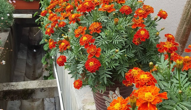 KPW at Royal Lily Apartment