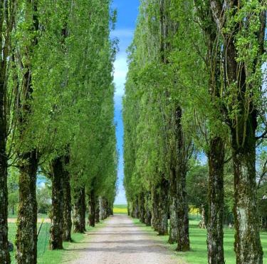 L’allée des peupliers