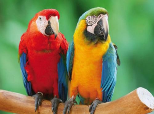 L'appartement des Perroquets