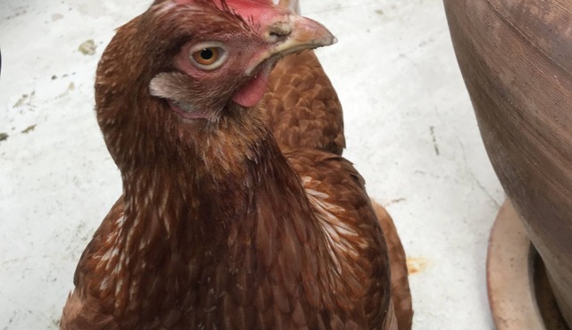 L'hôtellerie de la Gare