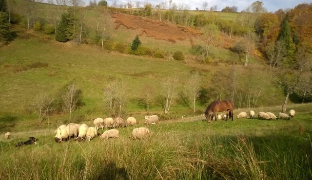 L' Harmonie :les Animaux, la Nature et la Montagne. Loin du Stress du Quotidien