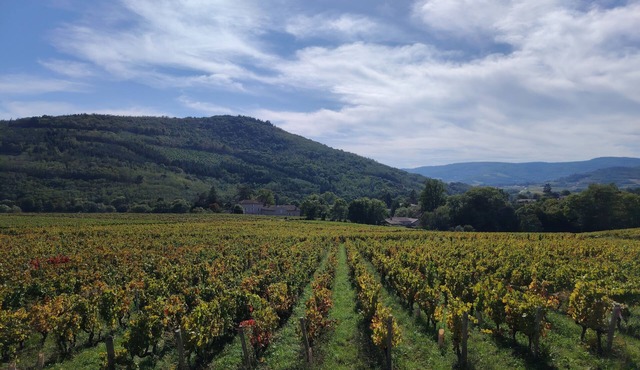 L'Odyssée de Mélyna between Beaujolais and Burgundy - Gite for 12 people in Jullié.