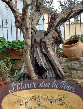 L'olivier sur la place