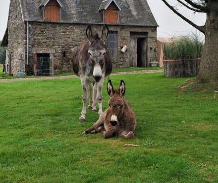 La Billardière Camping à la Ferme