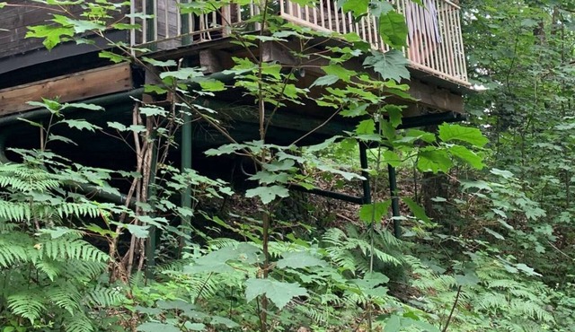 La Cabane Dans la Fôret