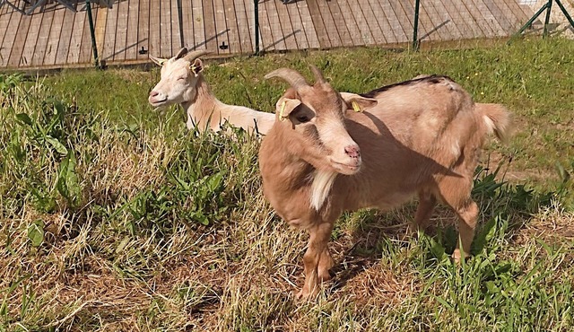 La colline aux cabris 5 - Jolie cité de caractère