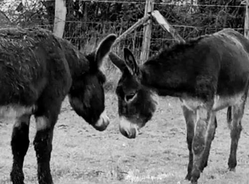 La Ferme De La Bete Noire