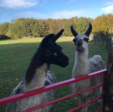 La Fermette Aux Lamas