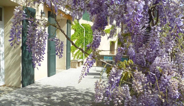 La Glycine - POUSSAN