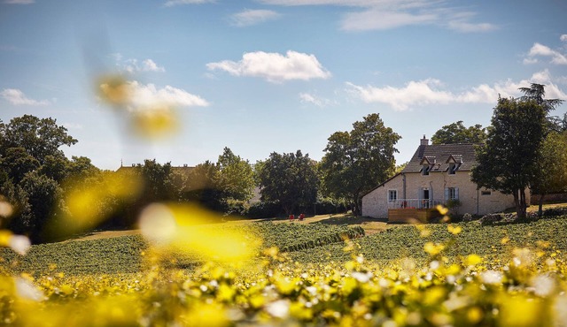 La Maison du Clos du Roi, stay in the heart of Burgundy's vineyards