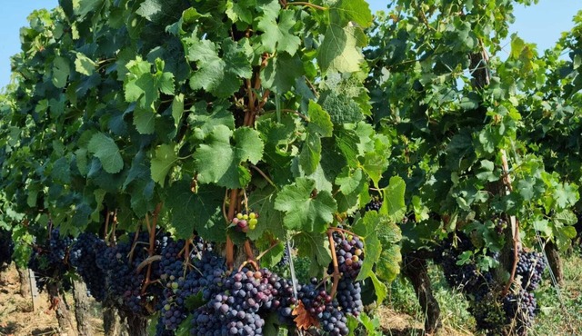 La Maison de Charles Dans Lancien Chai à Proximité du Vignoble de Saint Emilion