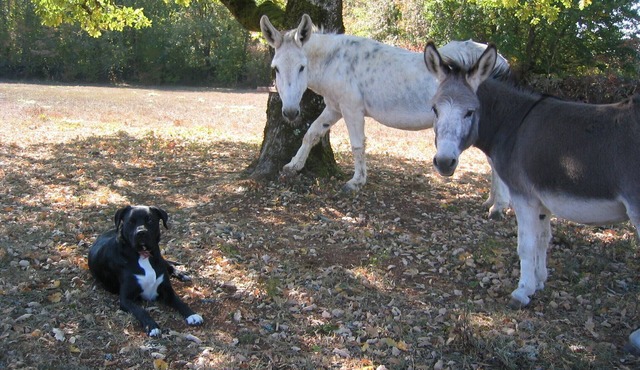 La Maisonette Near St Cirq Lapopie