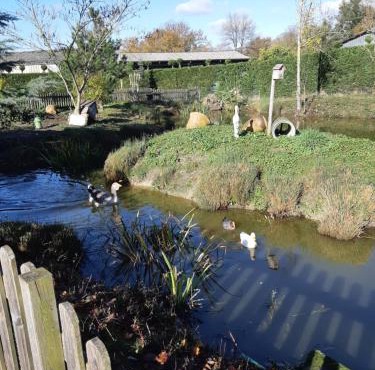 La mare aux canards