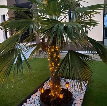 La Palmera del Sotillo