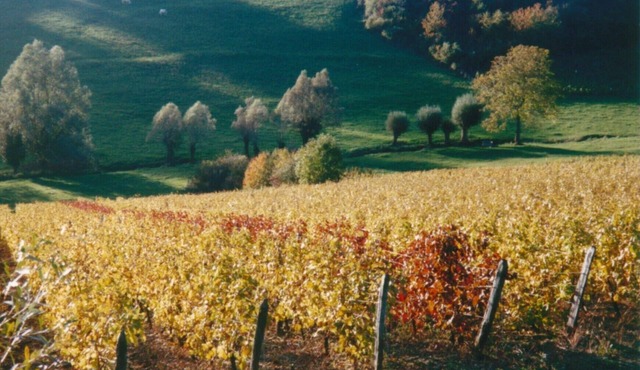 La roche saint Roch, loft apartment in a winegrowing village