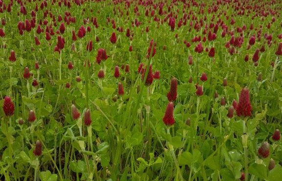 La THIBAUDIERE Glycine
